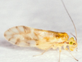 Chilenocaecilius ornatipennis